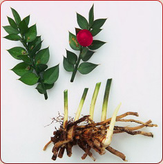 butchers broom varicose vein herbal treatment